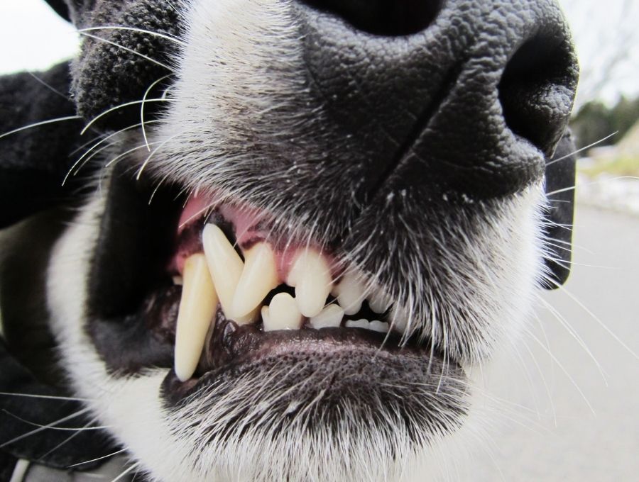 dental dog teeth close-up