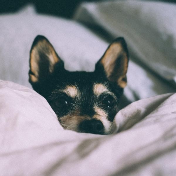 dog in bed sheets