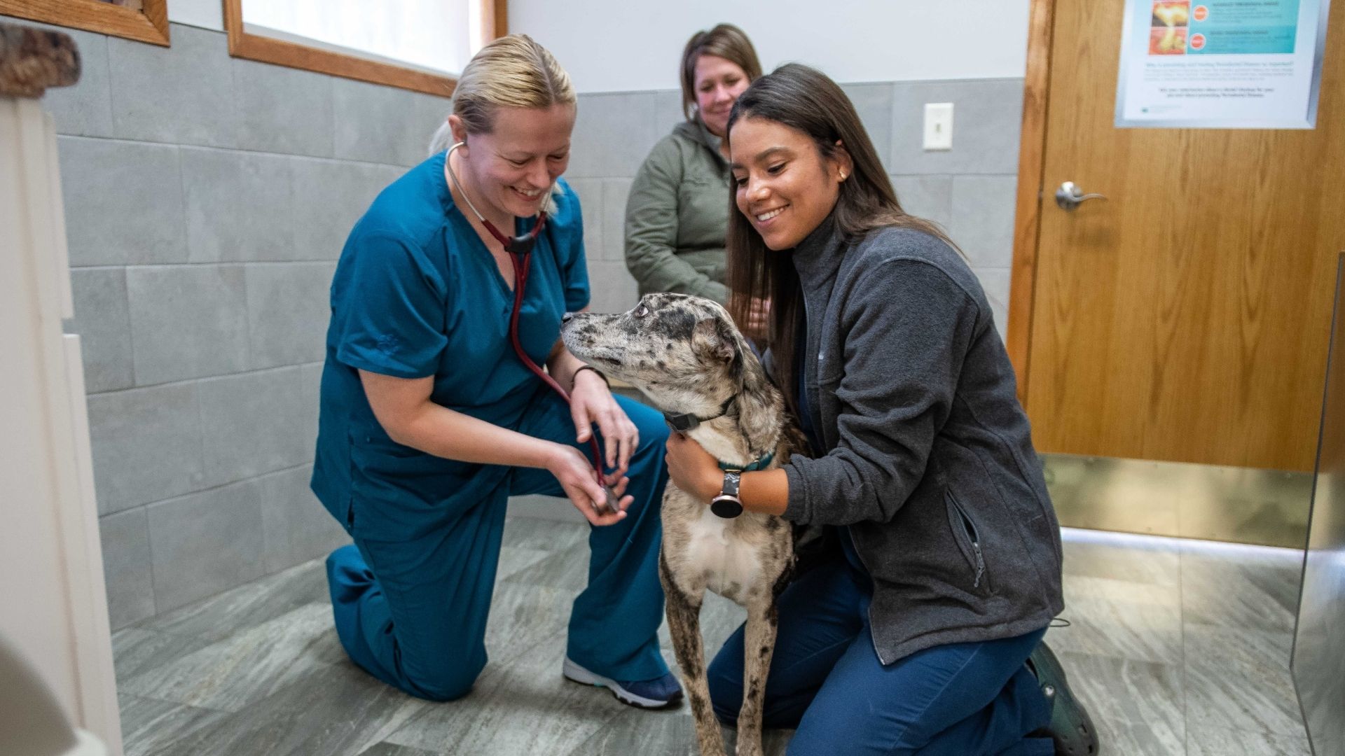Eyota Veterinary Clinic – Team members checking up on pet dog health 1