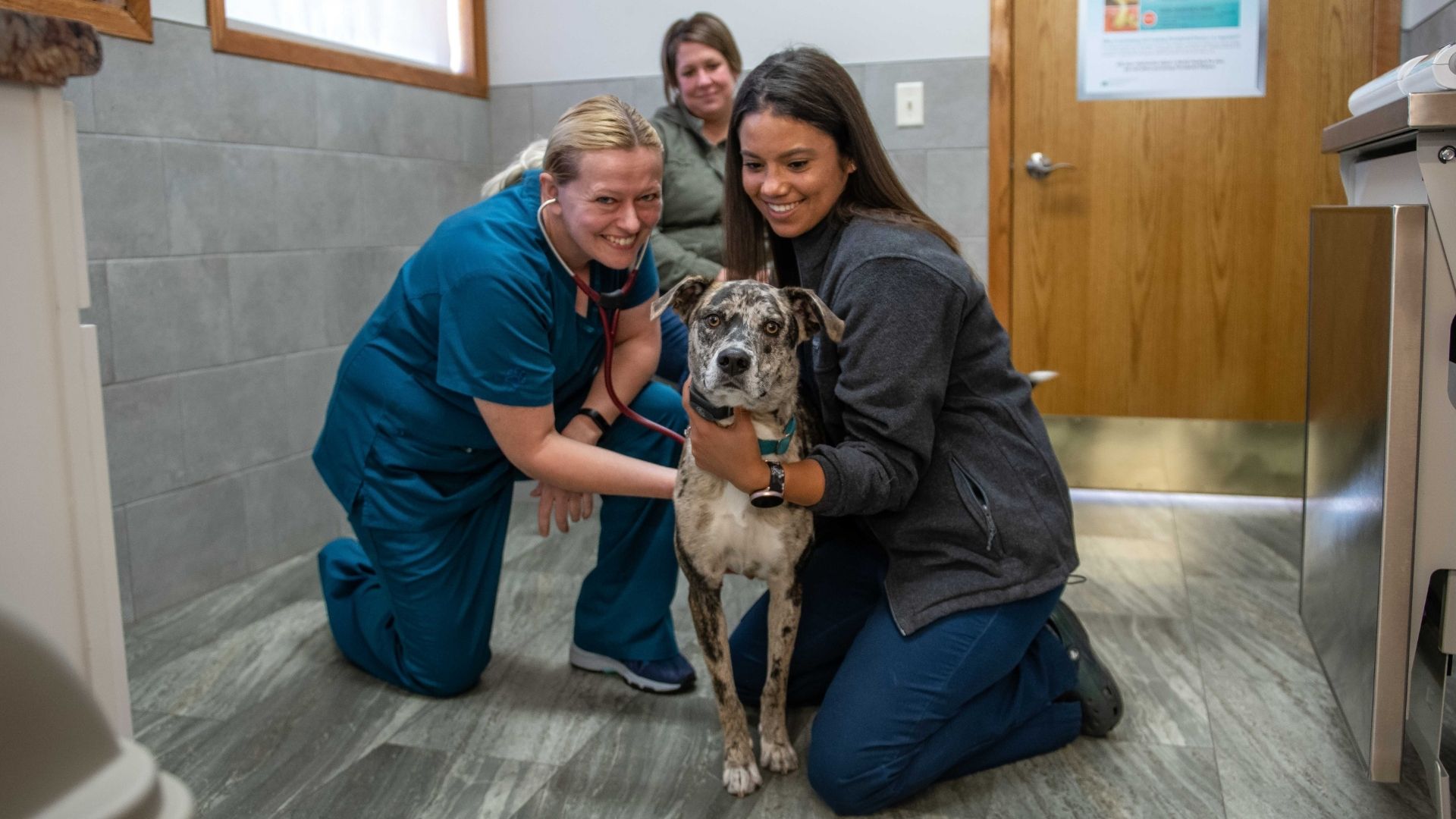 Eyota Veterinary Clinic – Team members checking up on pet dog health 2
